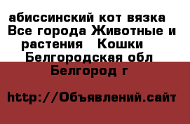 абиссинский кот вязка - Все города Животные и растения » Кошки   . Белгородская обл.,Белгород г.